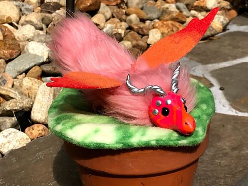 File:Tangerine Twist.jpg