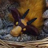 Rednef icon.jpg