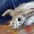 Flotsam icon.jpg