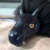 Fang icon.jpg