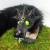Zagan icon.jpg