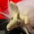 Sylvalum icon.jpg