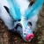 Hachidori icon.jpg