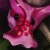 MF's Primrose icon.jpg