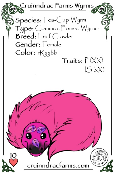 File:Magenta card.jpg