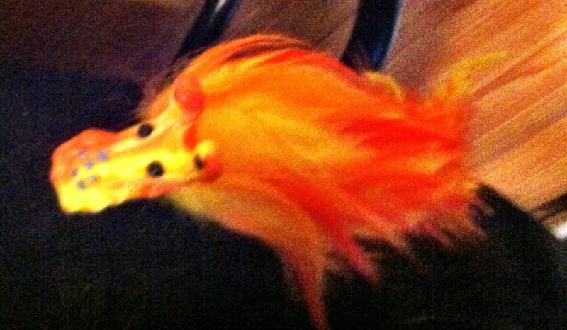 File:Phoenix Embers.jpg