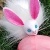 Cottontail icon.jpg