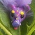 Mr. Dusk icon.jpg