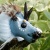 Dandy icon.jpg
