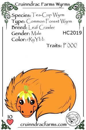 Gusty's Daylily card.jpg