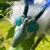 Princess Hydrangea icon.jpg