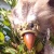 Zolin. icon.jpg