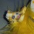 Dandelion. icon.jpg