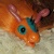 Nutmeg icon.jpg